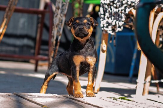 Retrato de perrita cachorra