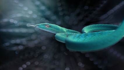 blue snake with sticking out tongue