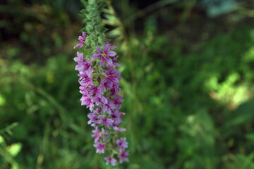 flowers in the forest