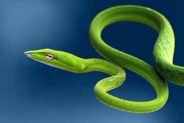 green snake on blue background