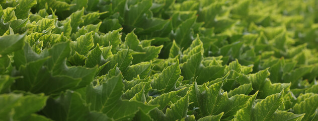 green leaves for the background. leaf of weaving grapes for the background