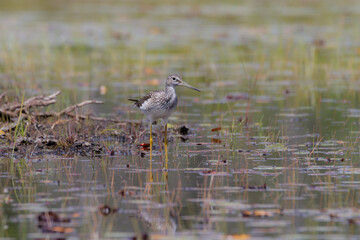 Lesser Yellowlegs wading in the shallow water at a wetland 