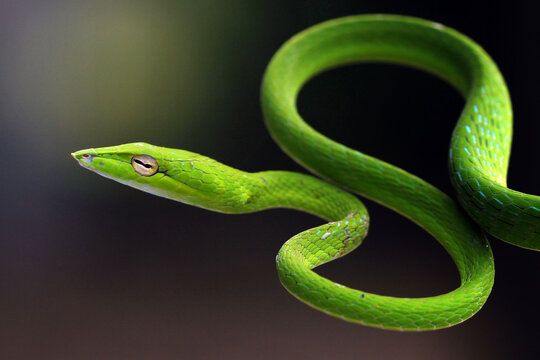 green snake