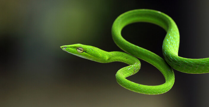 green snake