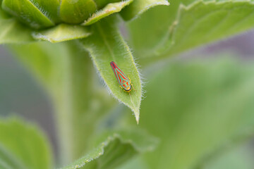 Close up candy striped lraf hopper