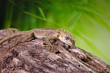 Lizard. Common garden lizard molting on the tree during summer season. Selective focus with copy space