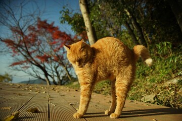 A cat stretching at Hachimanyama against the background of autumn leaves