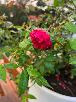 Lokelani, Maui's Rose