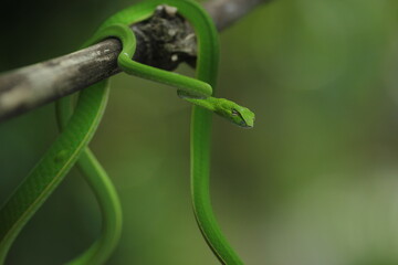 green snake wrapped around a log
