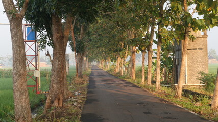 Obraz premium palm tree alley