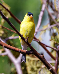 American Goldfinch Photo and Image. Finch close-up perched on a branch with a forest background in its environment and habitat surrounding and displaying its yellow feather .plumage.