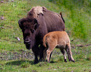 Bison stock photo and image. Bison adult feeding the baby bison in the field in their environment and habitat surrounding. Buffalo Picture.