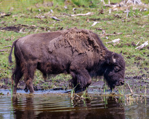 Bison stock photo and image. close-up profile side view drinking water with a blur field background in its environment and habitat surrounding. Buffalo Picture.