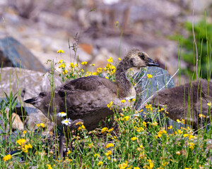 Canada Geese Photo and Image. Juvenile goose walking in the field with wild flowers and rocks in its habitat and surrounding. Daisy flowers.