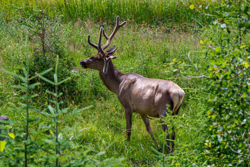 Elk Stock Photo and Image. Bull male walking in the field with a blur forest background in its environment and habitat surrounding, displaying antlers and brown coat fur.