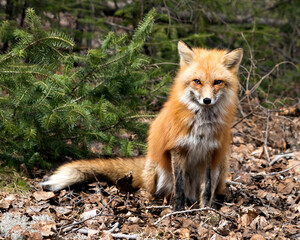 Red Fox Photo Stock. Fox Image. Close-up profile view in the spring season displaying fox tail, fur, in its environment and habitat with a coniferous trees background and moss on ground. Picture. 