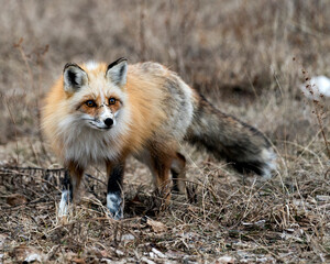 Naklejka na ściany i meble Red Fox Photo Stock. Unique fox close-up profile looking at camera in the spring season in its environment and habitat with blur background. Fox Image. Picture. Portrait.