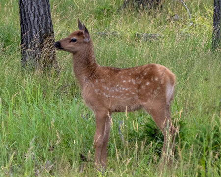 Baby Elk Stock Photo and Image. New born close-up profile view in the forest with foliage and tree background in its environment and habitat surrounding.