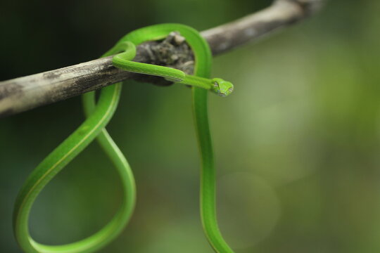 Green Snake Wrapped Around A Log