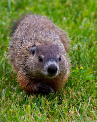 Naklejka na ściany i meble Groundhog Stock Photo and Image. close-up view in the field with grass background in its environment and surrounding habitat. Image. Picture. Portrait.