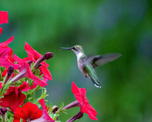 Fototapeta na wymiar Hummingbird Photo and Image. Ruby throated female feeding on petunias with a green background in its environment and habitat surrounding displaying wingspan and long bill.
