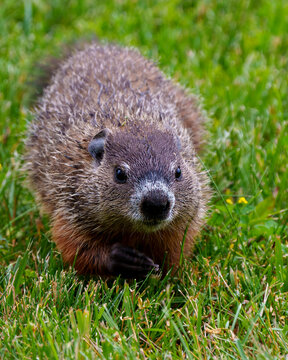 Groundhog Stock Photo and Image. close-up view in the field with grass background in its environment and surrounding habitat. Image. Picture. Portrait.