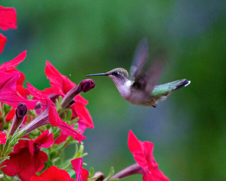 Hummingbird Photo and Image. Ruby throated female feeding on petunias with a green background in its environment and habitat surrounding displaying wingspan and long bill.
