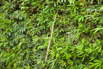 Bicho pau - insetos da ordem Phasmatodea, também denominada Phasmida, Phasmatoptera ou Phasmodea, que mimetizam pedaços de madeira ou gravetos - Stick bug - insects of the order Phasmatodea