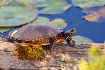 Painted Turtle Photo and Image. Resting on a log in the pond with lily water pad moss and displaying its turtle shell, head, paws in its environment and habitat . Turtle Image. Picture. Portrait.
