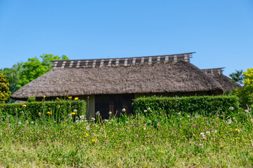 茅葺屋根とたんぽぽ