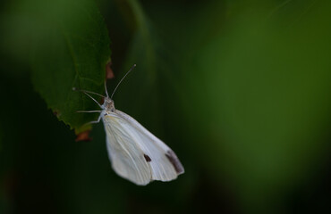 butterfly on a green leaf