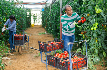 Married couple of farmers harvests ripe red tomatoes in greenhouse