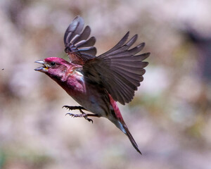 Purple Finch Photo and Image.  Bird flight. Finch male flying with its beautiful red colour spread wings with a blur background in its environment and habitat surrounding.
