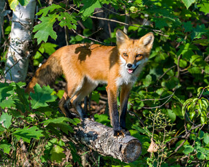 Red Fox Stock Photo and Image.  On a log and basking in the late evening sun light in its environment and habitat surrounding with a foliage background and foreground. Fox Picture.