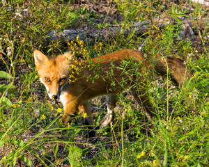Red Fox Stock Photo and Image. Basking in the last rays of the setting evening sun in its...