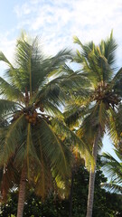 Fototapeta na wymiar coconut tree on the beach 