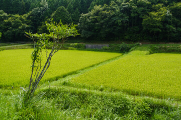 田んぼ