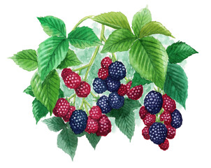 アナログ水彩ブラックベリー