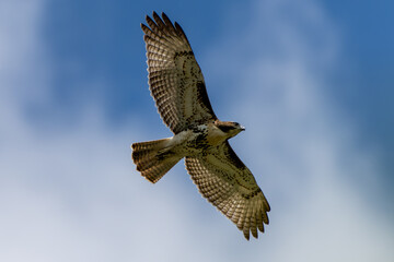 hawk in flight looking for a meal