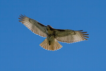 hawk in flight looking for a meal