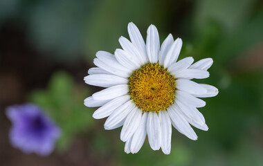 daisy flower