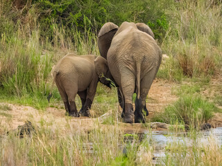 Mother and baby African elephant on the savanna. Kruger National Park.