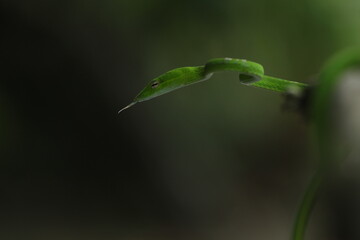 green snake sticking out its tongue
