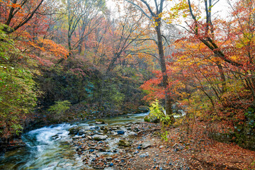 Autumn maple leaves and stream landscape.