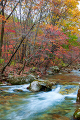 Fototapeta na wymiar Autumn maple leaves and stream landscape.