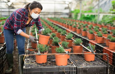 Latin american woman farmer working in a greenhouse wearing a medical mask during the pandemic...