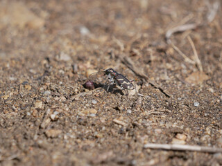 tiger beetle on the sand