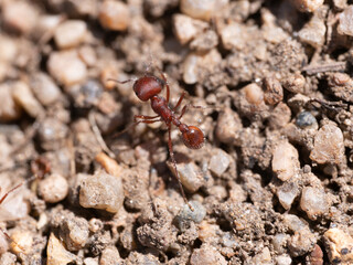 ants on the ground