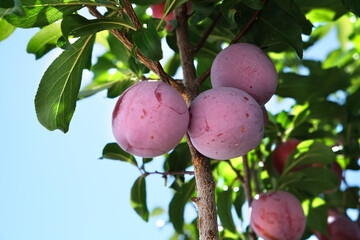 Plum on a tree in the garden.