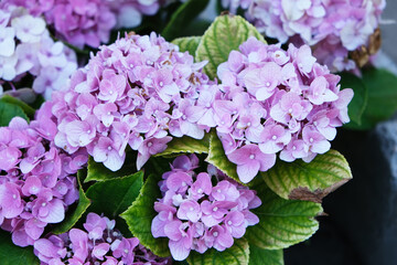 Flower rotten on the tree.